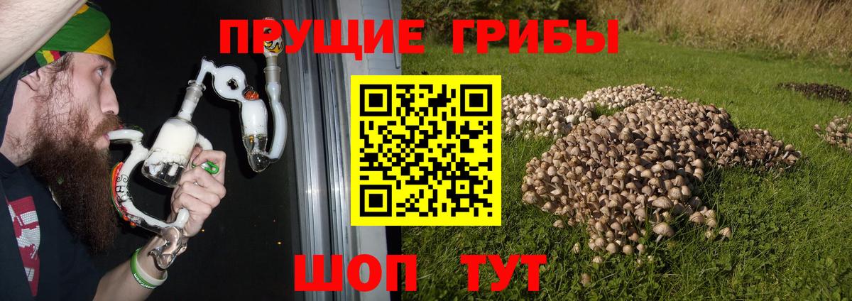 Горно-Алтайск  Псилоцибиновые грибы Magic Shrooms  Псилоцибиновые грибы ЛСД  Вход с VPN 