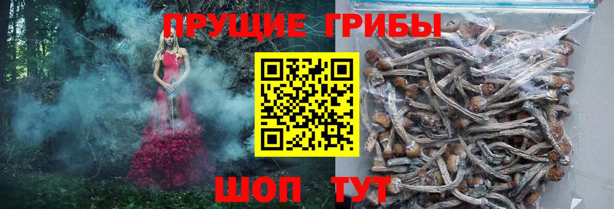 Галлюциногенные грибы ЛСД Горно-Алтайск